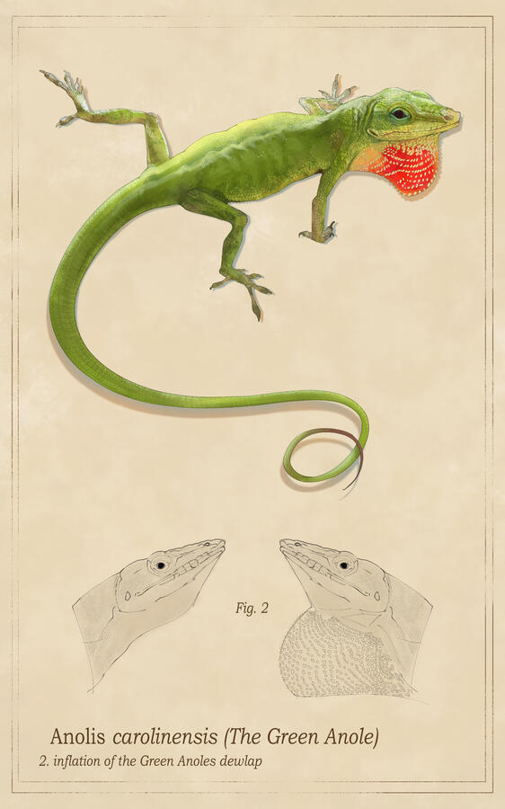 Educational piece of the Anole for class.